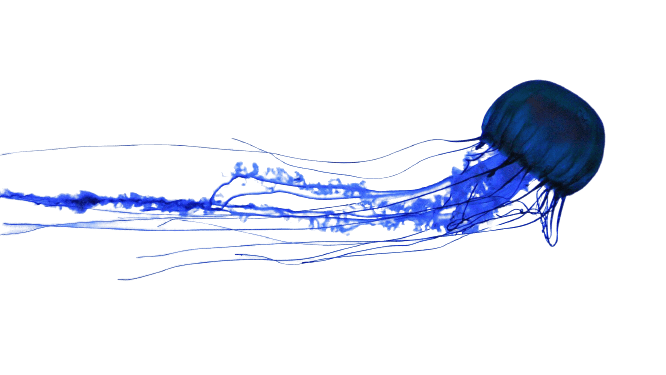 jellyfish-33