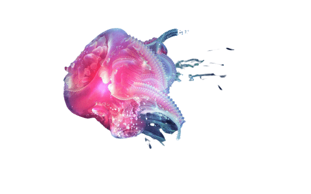 jellyfish-35