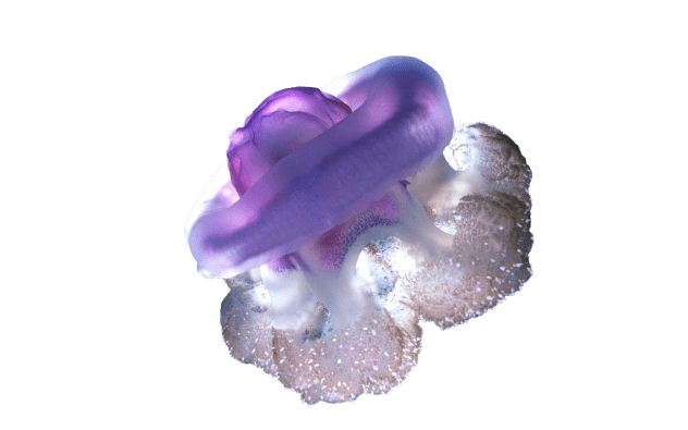 jellyfish-37