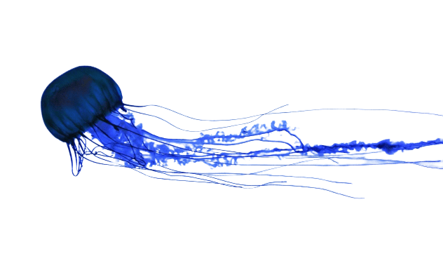 jellyfish-39
