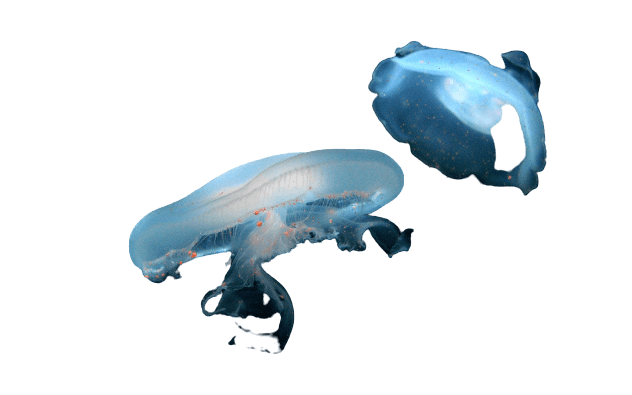 jellyfish-40