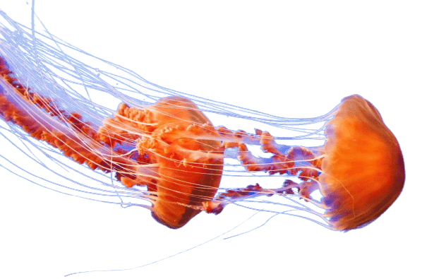 jellyfish png