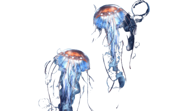 jellyfish-8