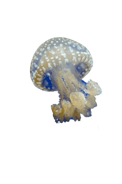jellyfish-9