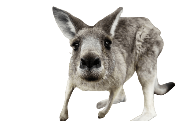 kangaro-10