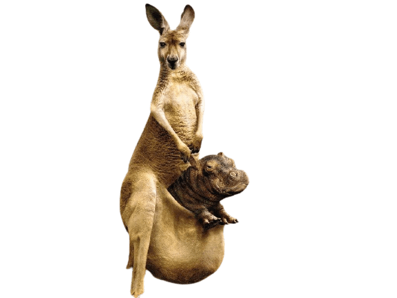 kangaro-12