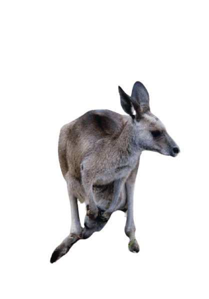 kangaro-13