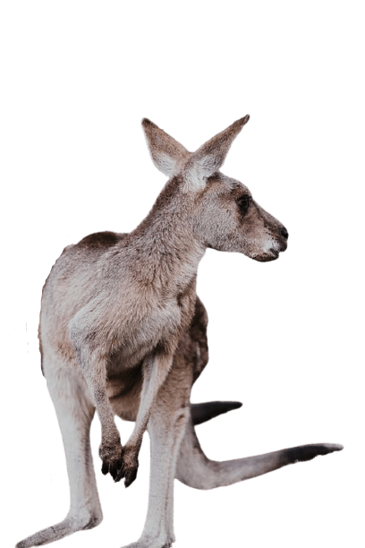 kangaro-15
