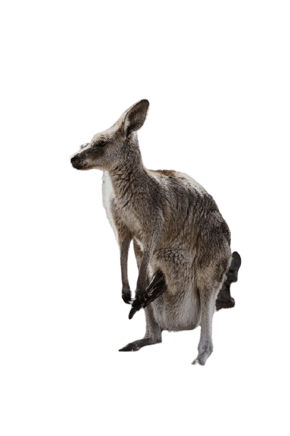 kangaro-16