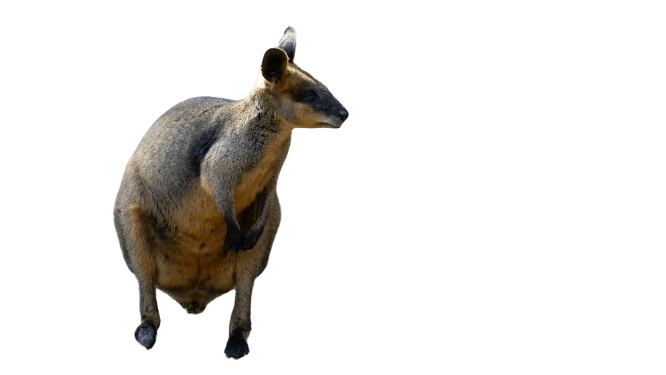 kangaro-18