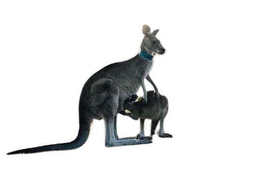 kangaroo png