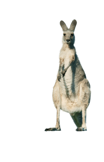 kangaro-21