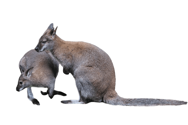 kangaro-22