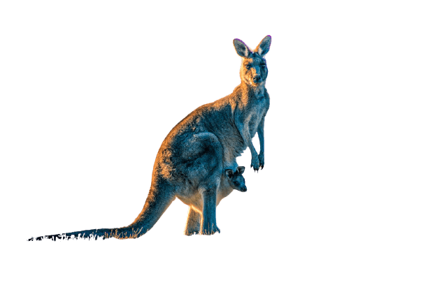 kangaro-24