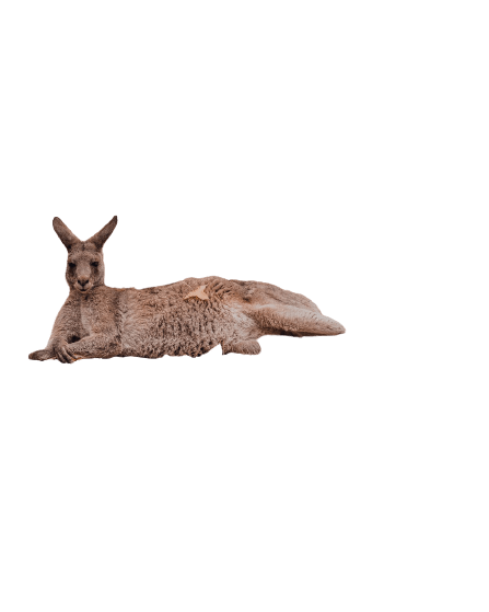 kangaro-25