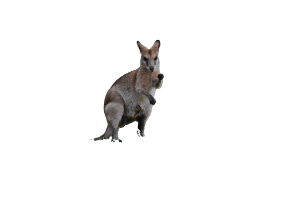 kangaro-26