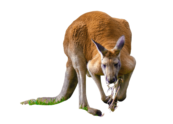 kangaro-29