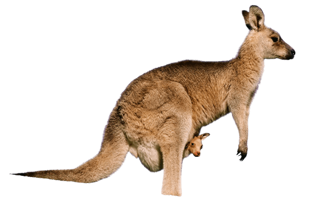kangaro-3