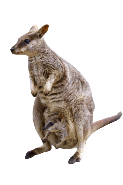 kangaro-30