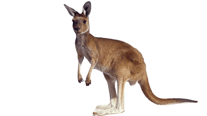 kangaro-31