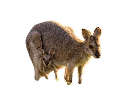 kangaro-34