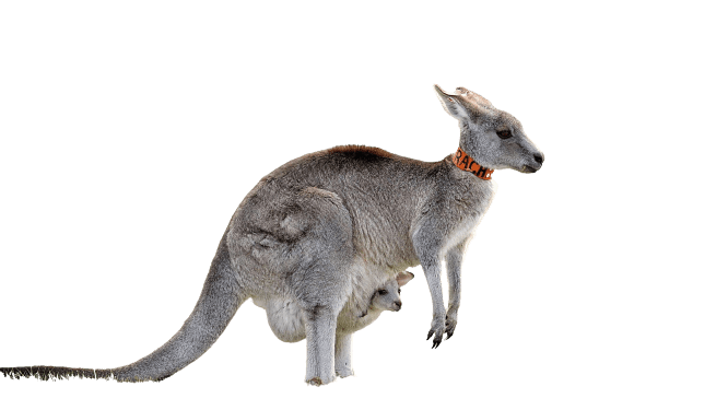 kangaro-35