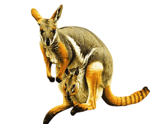 kangaro-37