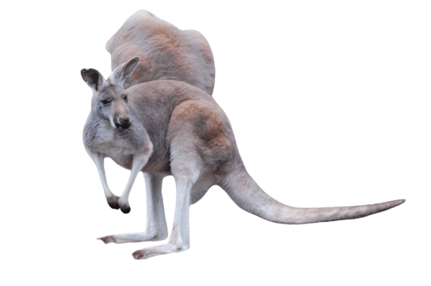 kangaro-38