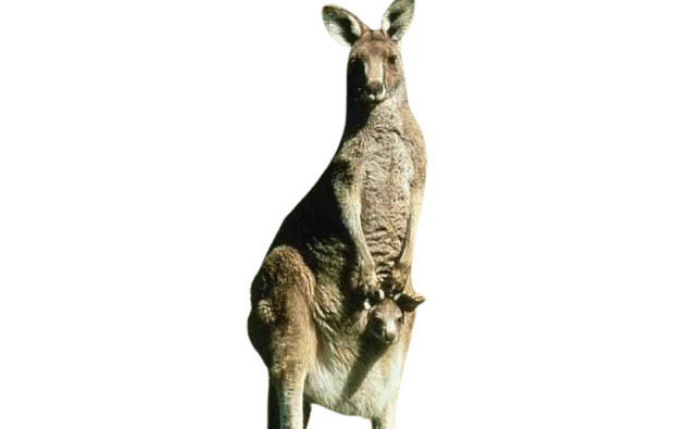 kangaro-39
