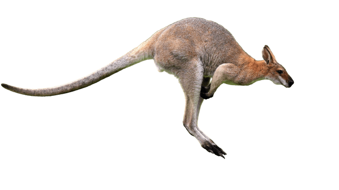 kangaro-4