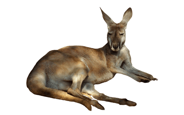 kangaro-41
