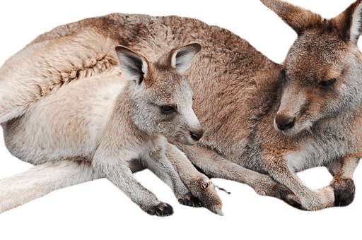 kangaro-6