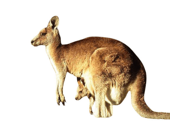kangaro-9