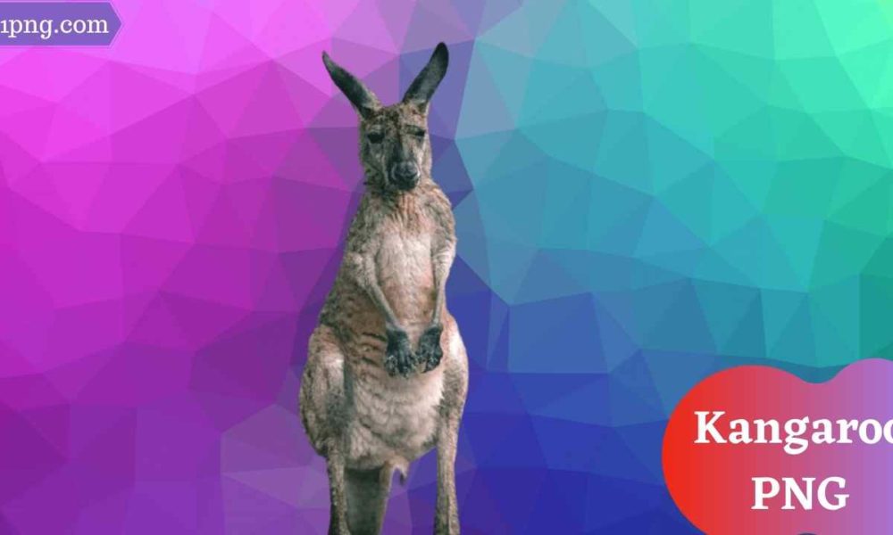 [Best 79+] Kangaroo PNG » Hd Transparent Background