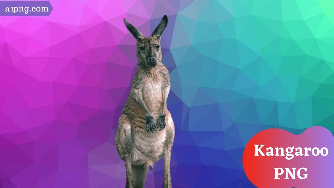kangaroo-png