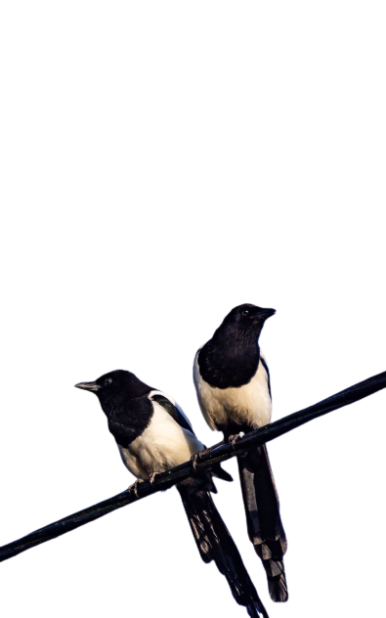 [Best 59+] Magpie PNG » HD Transparent Background » A1png