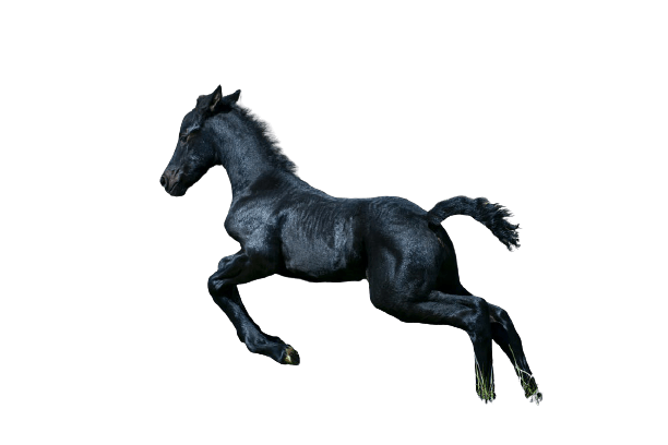 mare png