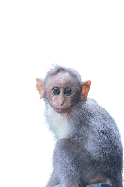 [Best 59+] Monkey PNG » Hd Transparent Background » A1png