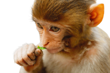 [Best 59+] Monkey PNG » Hd Transparent Background » A1png