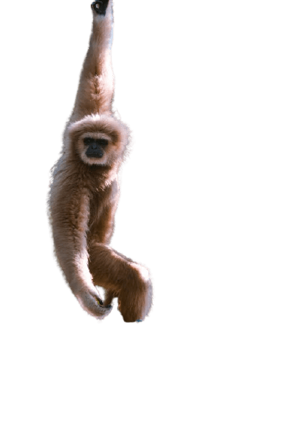 monkey-20