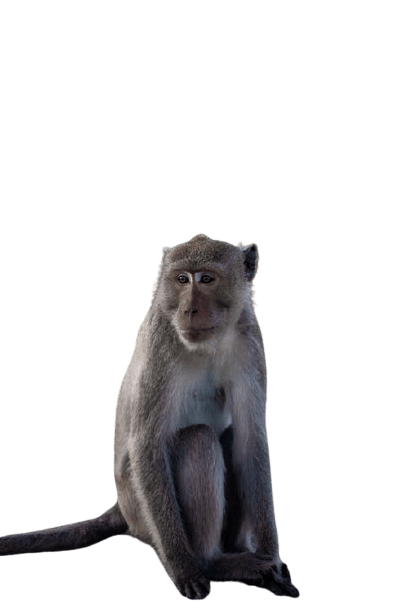 monkey-25