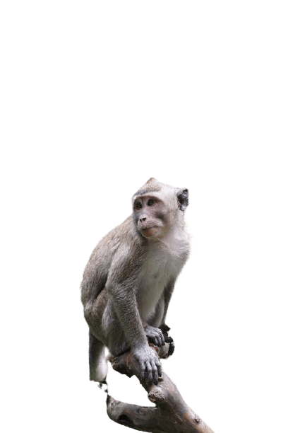 monkey-26