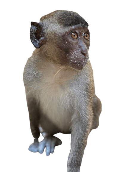 monkey-27
