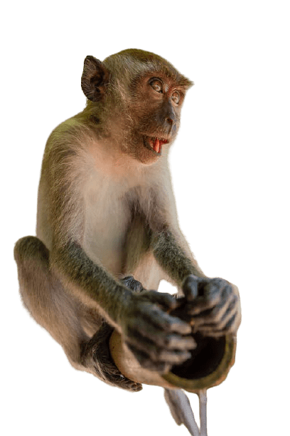 [Best 59+] Monkey PNG » Hd Transparent Background » A1png