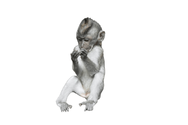 monkey-9