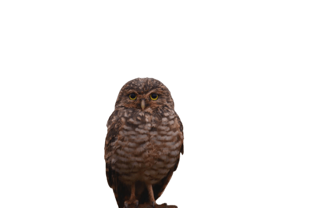 owl-10