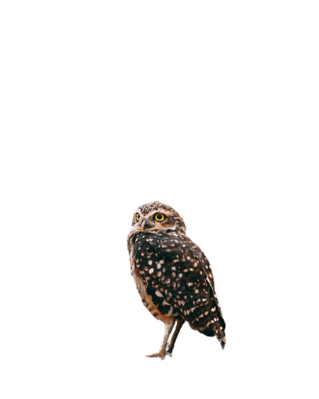 owl-12