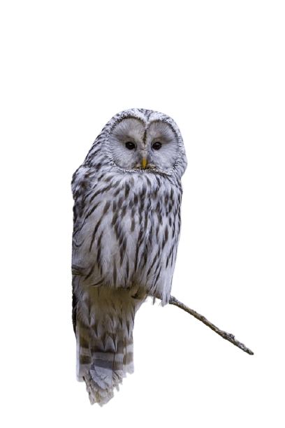 owl png