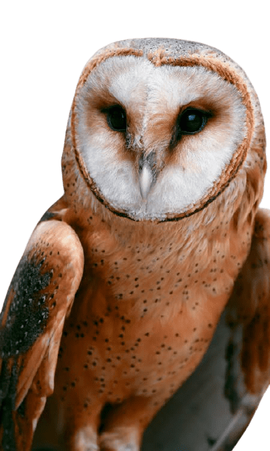 owl-14