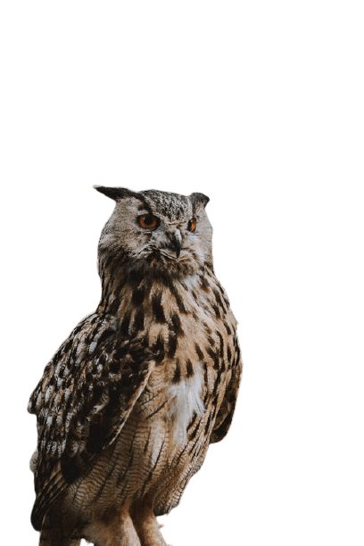 owl-16